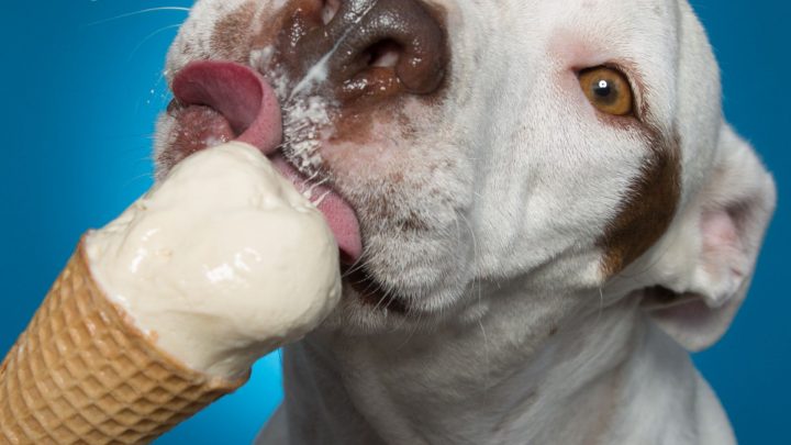 I cani possono avere lo zucchero di canna? - Bene o male