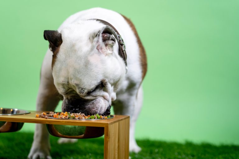 Cuori di pollo per cani