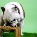 Chicken Hearts for Dogs