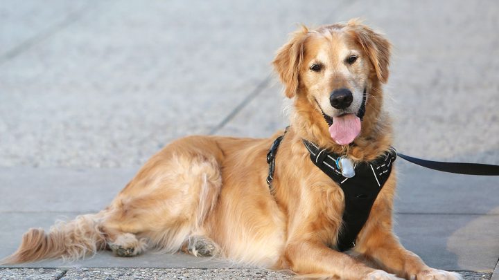 Cómo registrar a su perro como perro de terapia o animal de servicio