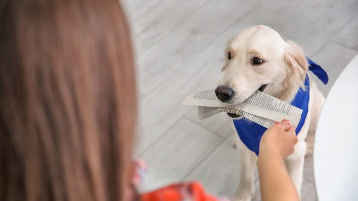 So registrieren Sie Ihren Hund als Therapiehund oder Begleittier