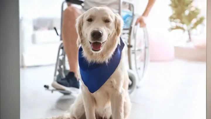 How To Register Your Dog As A Therapy Dog Or Service Animal