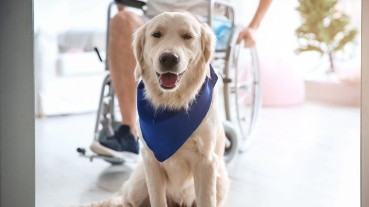 So registrieren Sie Ihren Hund als Therapiehund oder Begleittier