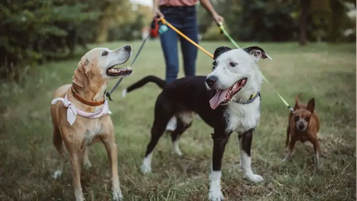 El valor del cuidado profesional de mascotas sobre amigos o familiares