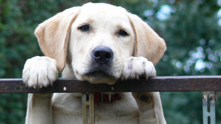 El valor del cuidado profesional de mascotas sobre amigos o familiares