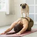 Pet Yoga – So fangen Sie mit Hunde-Yoga & Katzen-Yoga an