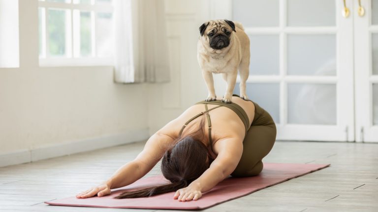 Pet Yoga – So fangen Sie mit Hunde-Yoga & Katzen-Yoga an