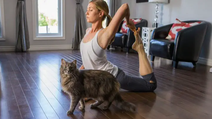 Pet Yoga – How To Get Started With Dog Yoga & Cat Yoga