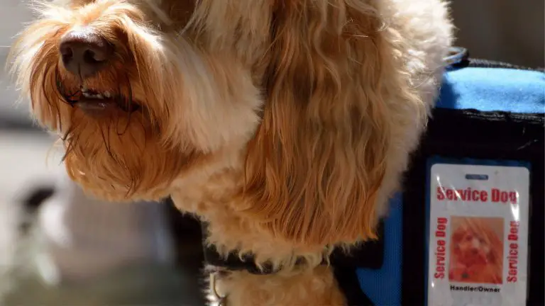 So registrieren Sie Ihren Hund als Therapiehund oder Begleittier