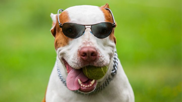 I pitbull sono fraintesi?