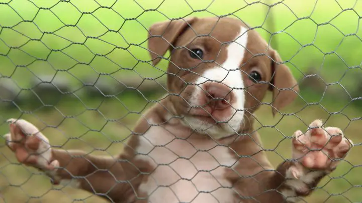 Are Pit Bulls Misunderstood?