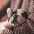Perché il mio cane dorme sopra di me?