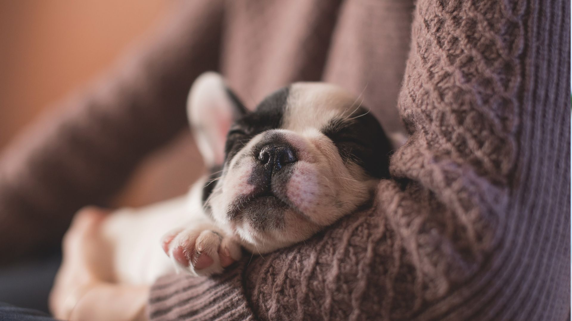 Why Does My dog Sleep on Top of Me? Walkies and Whiskers