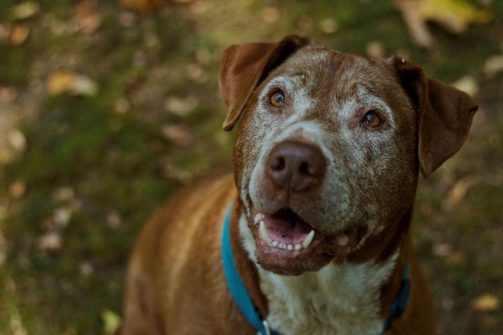 shock collar for dog age