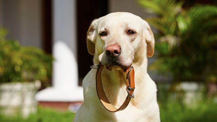 Comment ajuster un collier de chien