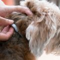 How To Adjust A Dog Collar