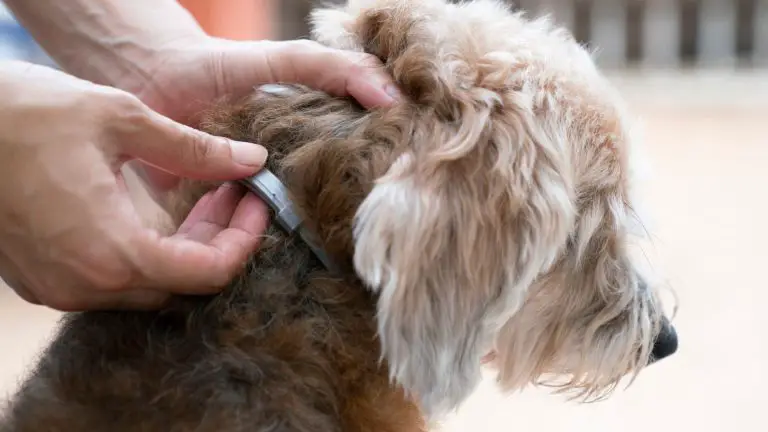 Comment ajuster un collier de chien