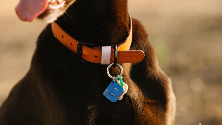 Cómo ajustar un collar de perro