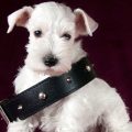 When Is A Dog Old Enough For A Shock Collar?