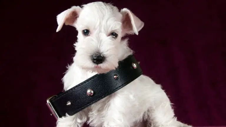 When Is A Dog Old Enough For A Shock Collar?