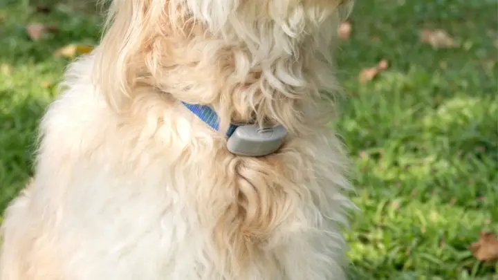 When Is A Dog Old Enough For A Shock Collar?