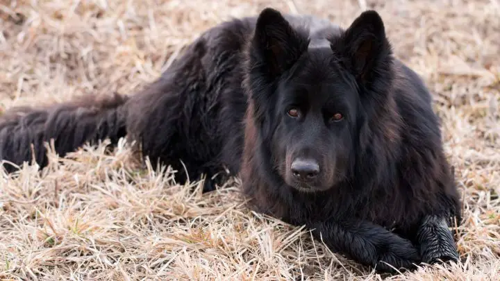 Welche Halsbandfarbe für schwarzen Hund? 10 Tipps
