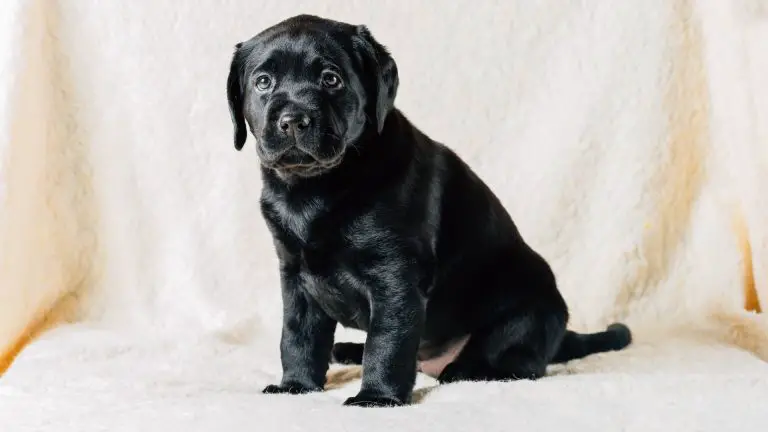 ¿Qué color de collar para perro negro? 10 consejos