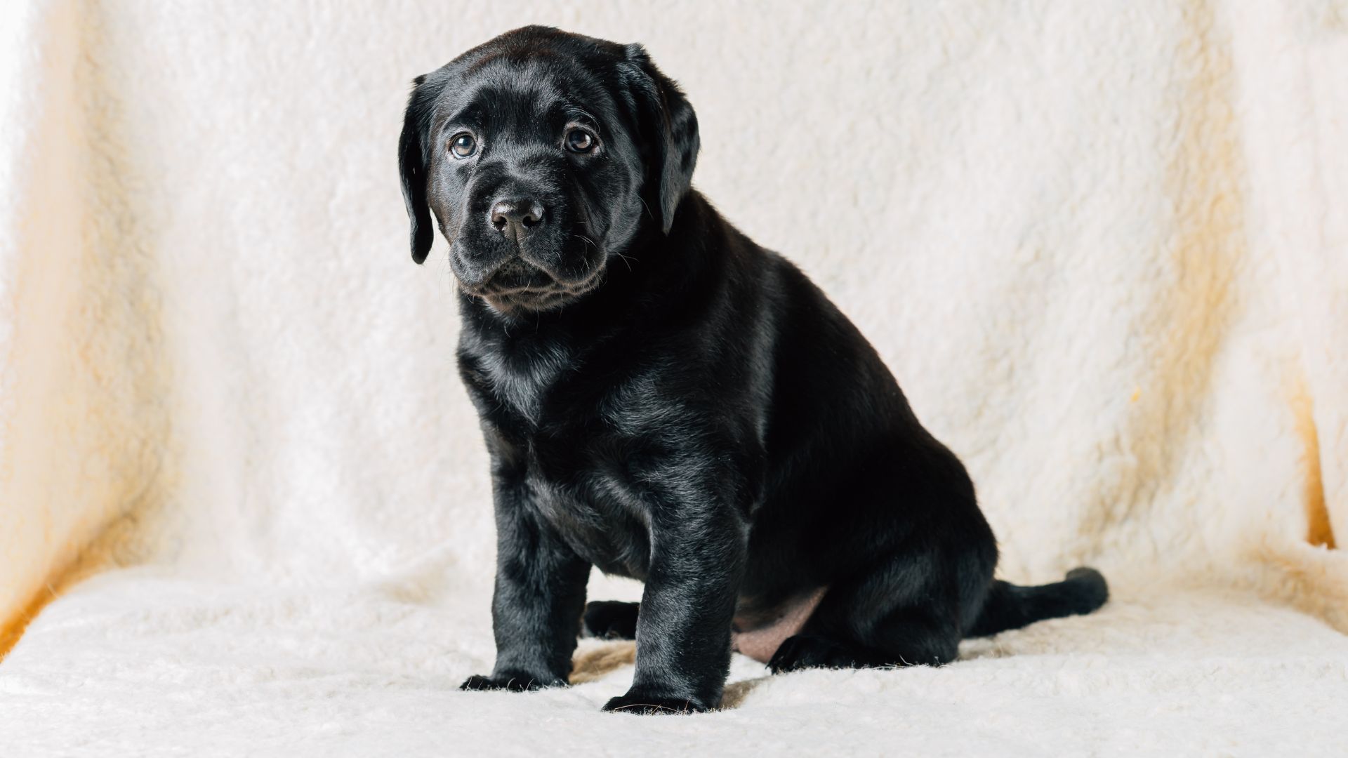 What Color Collar for Black Dog? 10 Tips for Choosing the Perfect