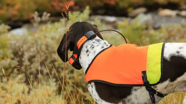 Comment utiliser un collier vibrant pour dresser un chien