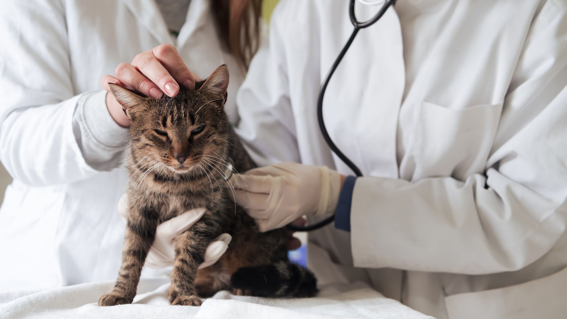 Can I get worms from letting my cat sleep in my bed? Walkies and Whiskers