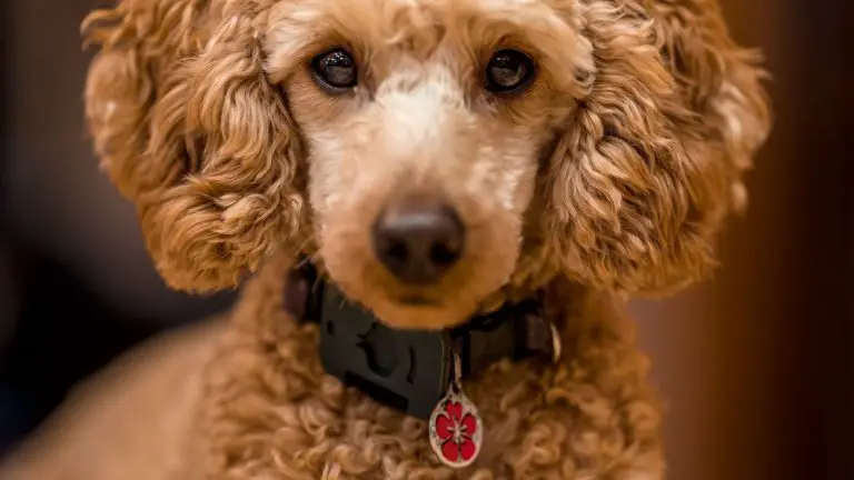 So verwenden Sie ein Vibrationshalsband zum Trainieren eines Hundes