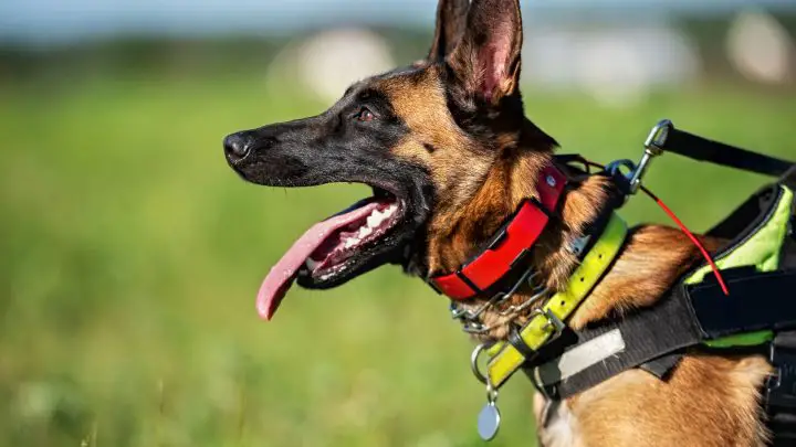 Cómo utilizar un collar vibratorio para entrenar a un perro