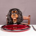 10 Dog Safe Human Foods (snacks To Feed Your Pooch From Your Table)