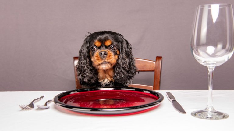 10 Dog Safe Human Foods (snacks To Feed Your Pooch From Your Table)