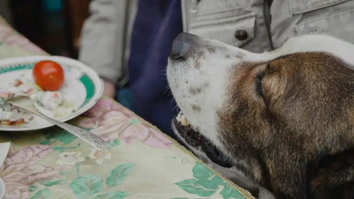 10 Dog Safe Human Foods (snacks To Feed Your Pooch From Your Table)