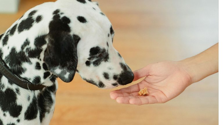10 Healthy Homemade Dog Treats (nutritious Snacks Your Pup Will Love!)
