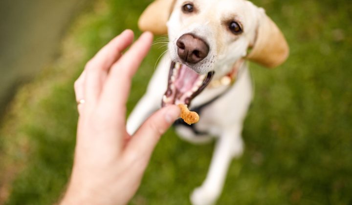 10 Healthy Homemade Dog Treats (nutritious Snacks Your Pup Will Love!)