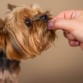 The Ultimate Guide To Homemade Grain Free Dog Treats (recipes Included!)