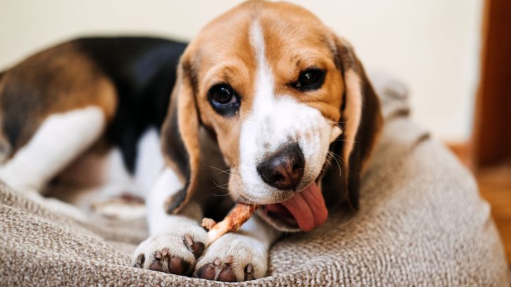 The Ultimate Guide To Homemade Grain Free Dog Treats (recipes Included!)