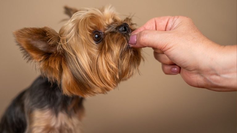 The Ultimate Guide To Homemade Grain Free Dog Treats (recipes Included!)