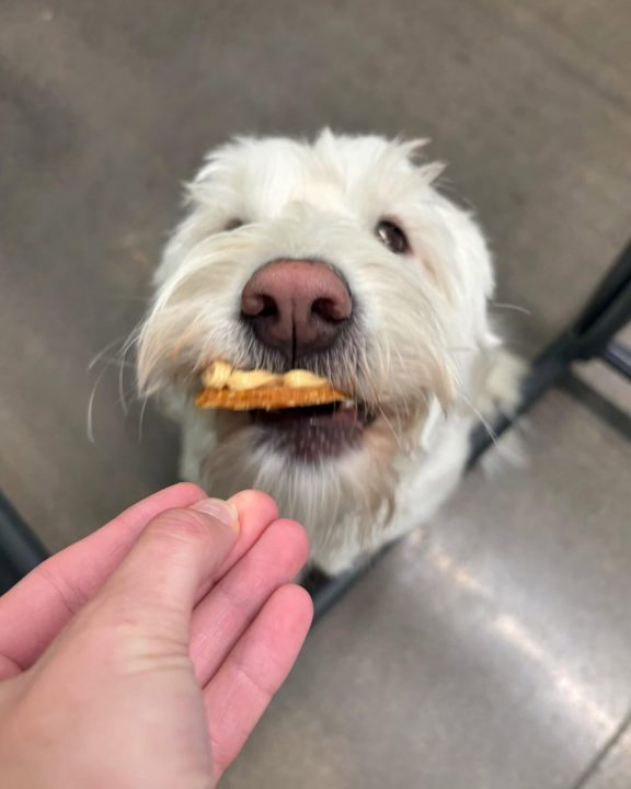 The Ultimate Guide To Homemade Grain Free Dog Treats (recipes Included!)