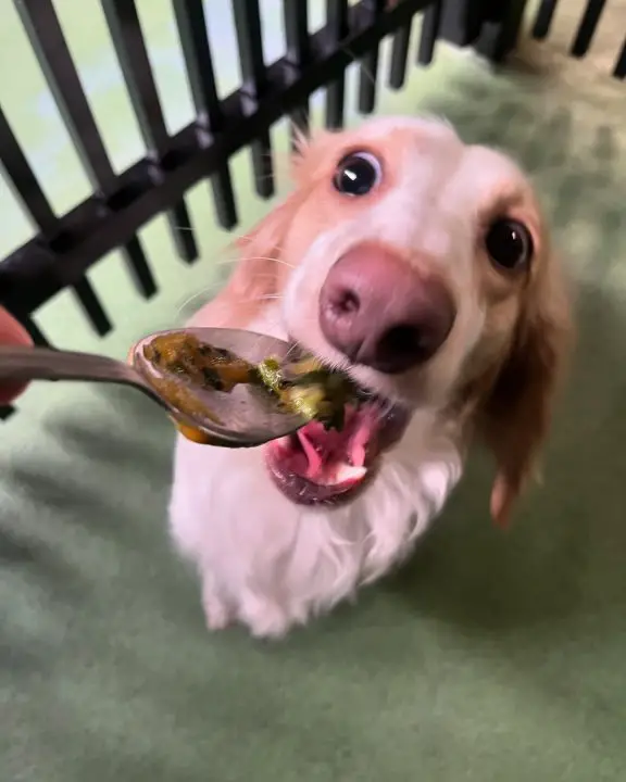7 Homemade Crockpot Dog Food Recipes