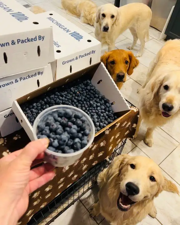 10 Dog Safe Human Foods (snacks To Feed Your Pooch From Your Table)