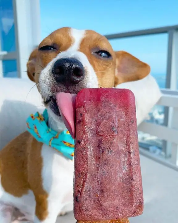 The Ultimate Guide To Homemade Grain Free Dog Treats (recipes Included!)