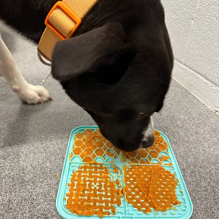 10 Dog Safe Human Foods (snacks To Feed Your Pooch From Your Table)