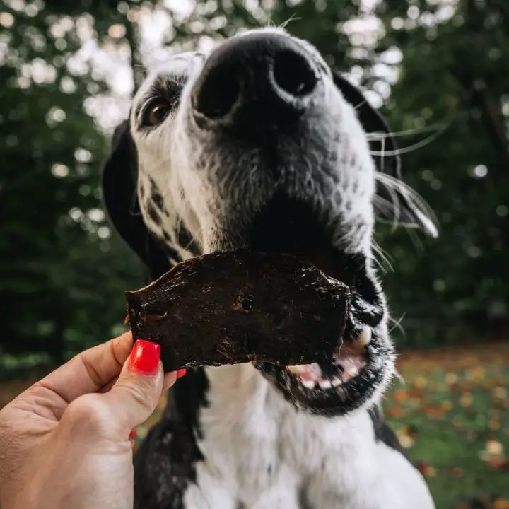 10 Healthy Homemade Dog Treats (nutritious Snacks Your Pup Will Love!)