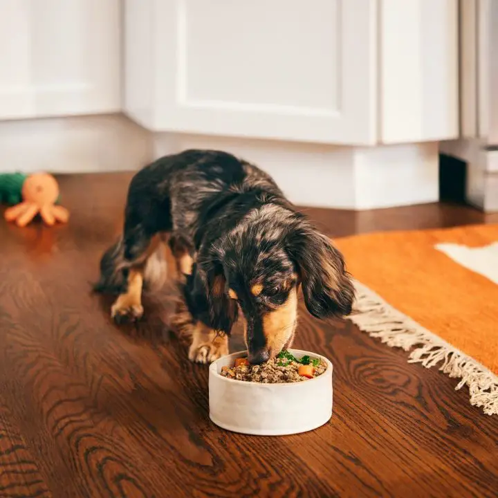 10 Vet Approved Homemade Puppy Food Recipes