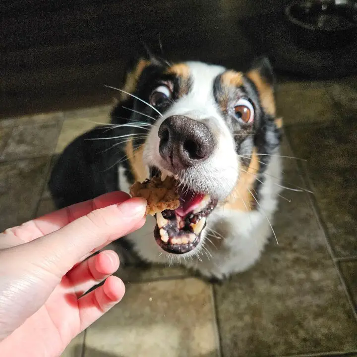 10 Dog Safe Human Foods (snacks To Feed Your Pooch From Your Table)