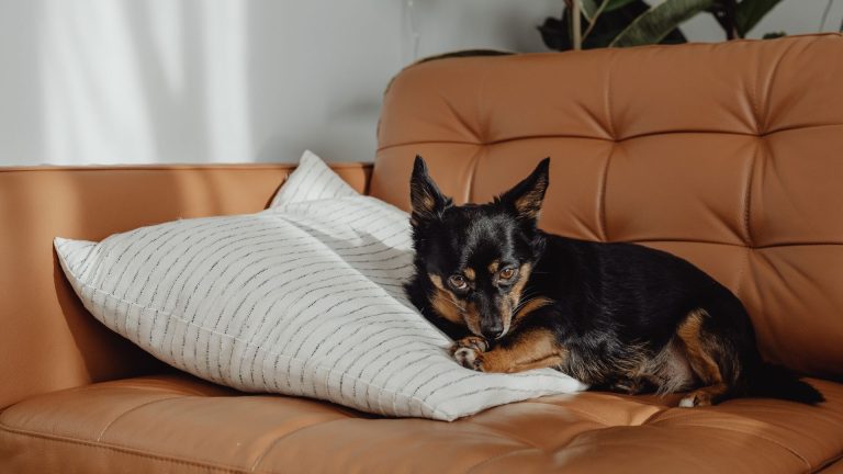 Best Dog Breeds For Apartment Living In 2026