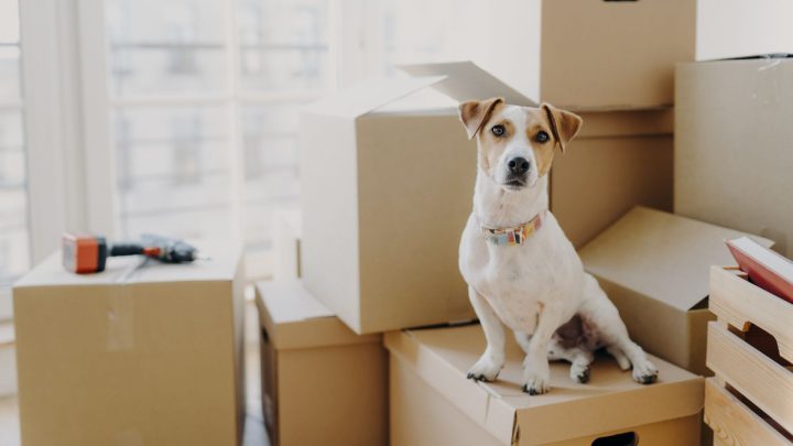 Best Dog Breeds For Apartment Living In 2026